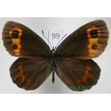 Erebia nerine Freyer, 1831 Russia99